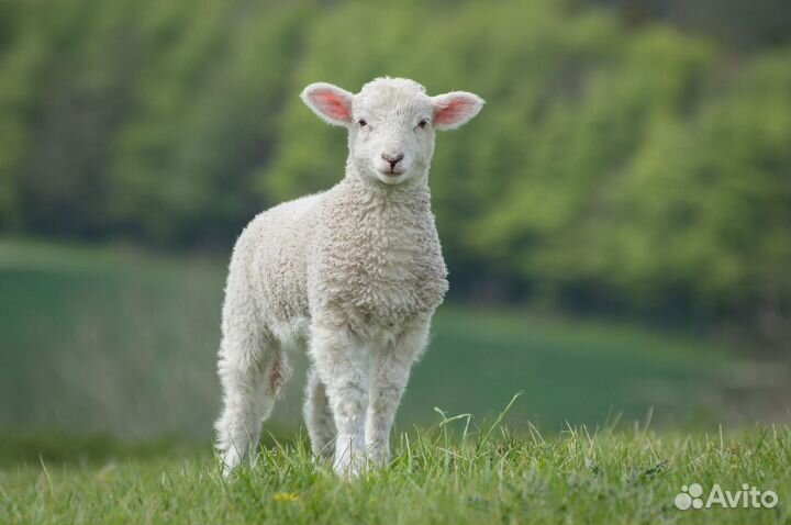 Продаются барашки