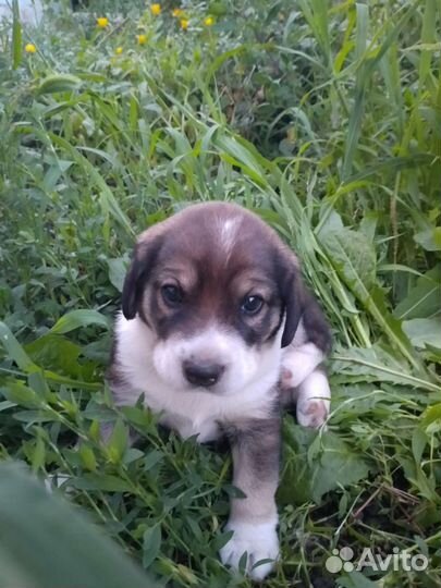 Русский охотничий спаниель щенки