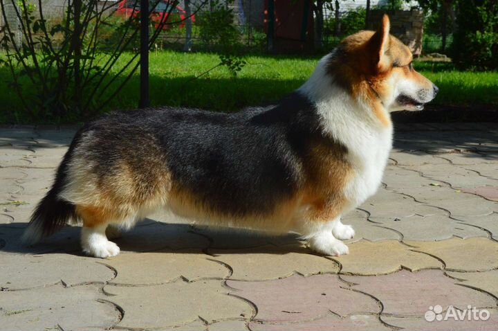 Вельш-корги пемброк вязка