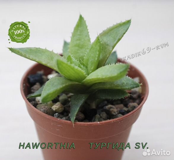 Хавортия (Haworthia)