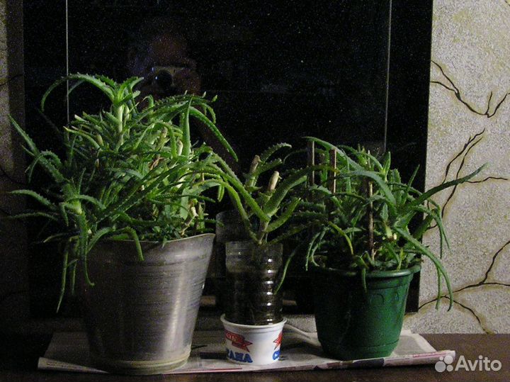 Алоэ древовидное, лекарственное