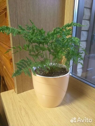 Папоротник