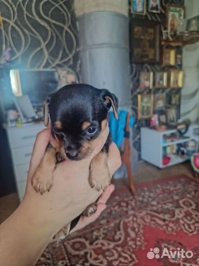 Той-терьер щенки