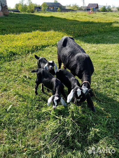 Англо-нубийские козлята
