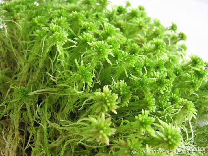 Мох сфагнум