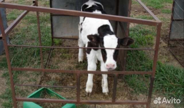 Телята бычки