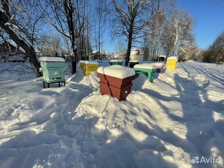 Пчелопакеты (пчелы)
