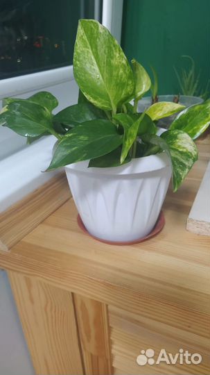 Эпипремнум золотистый Epipremnum aureum сциндапсус