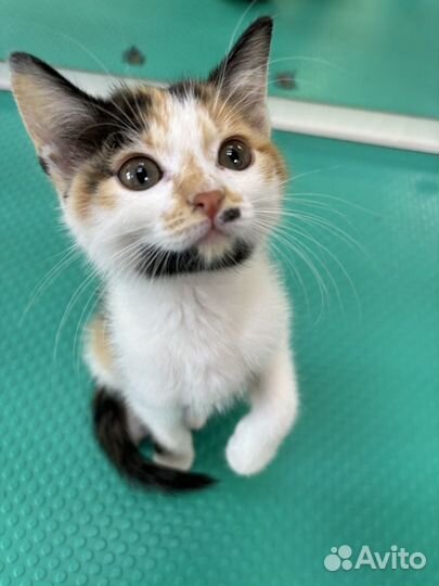 Отдам котенка