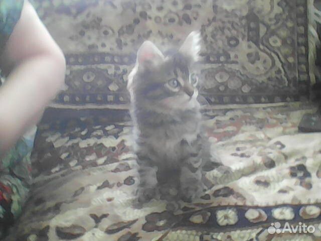 Котята