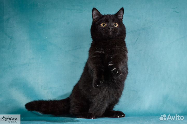 Манчкин котята, котик черного окраса