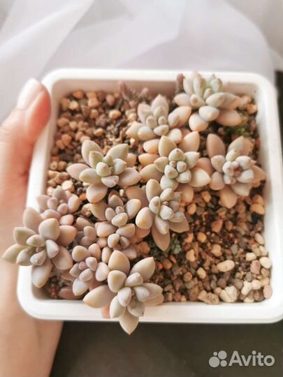 Домашние растения. Каллизия, крассула, седум