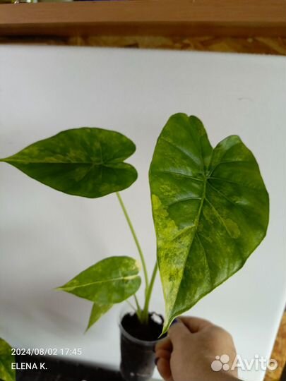 Алоказия Гагеана вариегатная