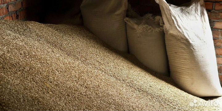 Зерно пшеница ячмень