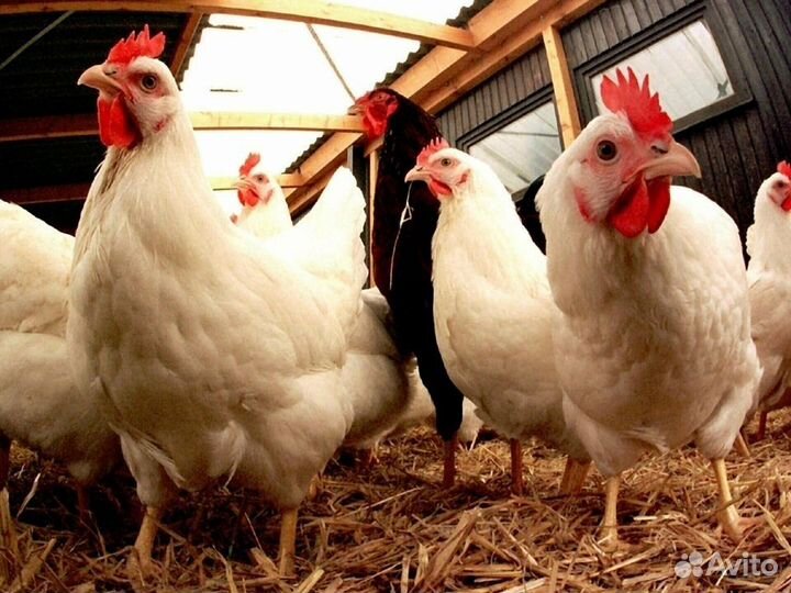 Куры несушки