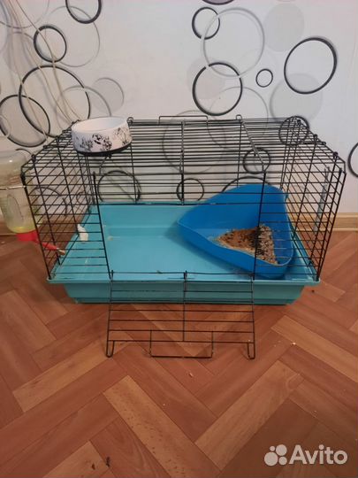 Декоративные кролики