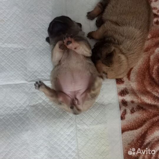 Продам щенка Мопса