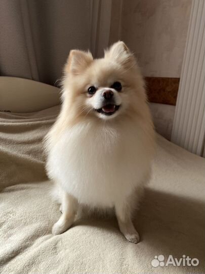 Вязка шпиц кобель