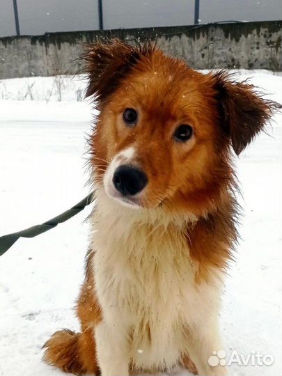 Собака в добрые руки