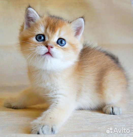 Клубные британские котята