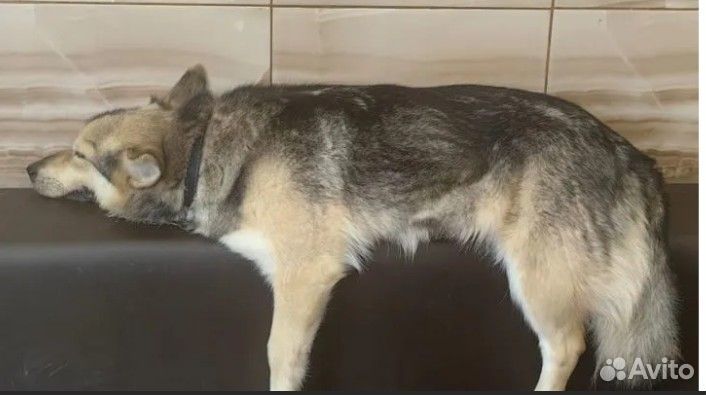 Собака Варя