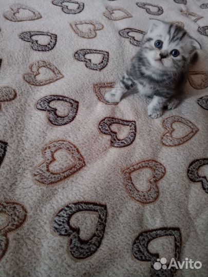 Шотландская