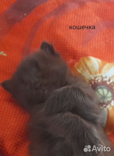 Котята в добрые и ответственные руки