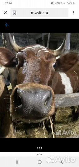 Корова дойная