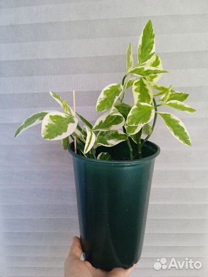 Филодендрон, сингониум