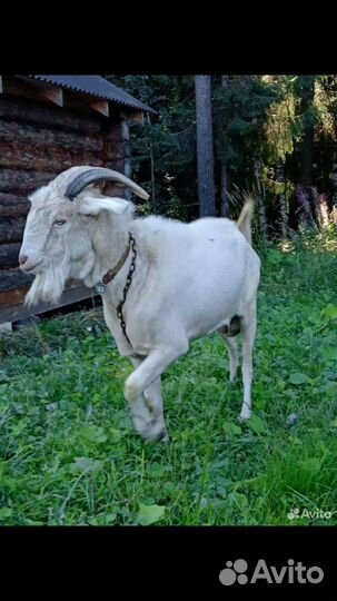 Козы и козлята