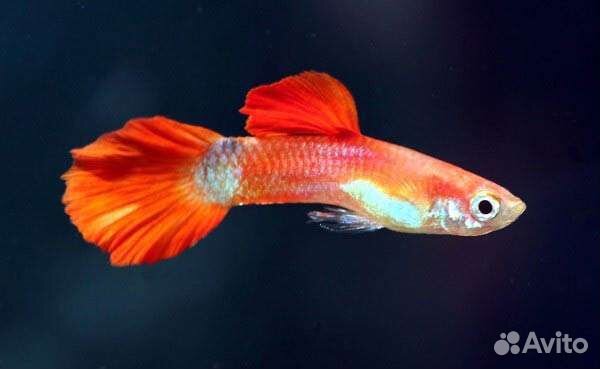 Сапфировый попугай, Гуппи. Парусная моллинезия