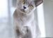 Бурманская кошка Фиона