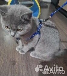 Шлейка для собак и кошек в ассортименте