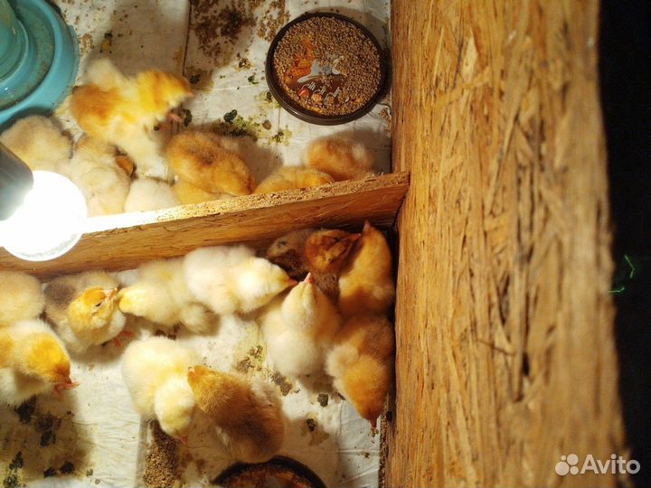 Яйцо домашнее куриное и индюшиное