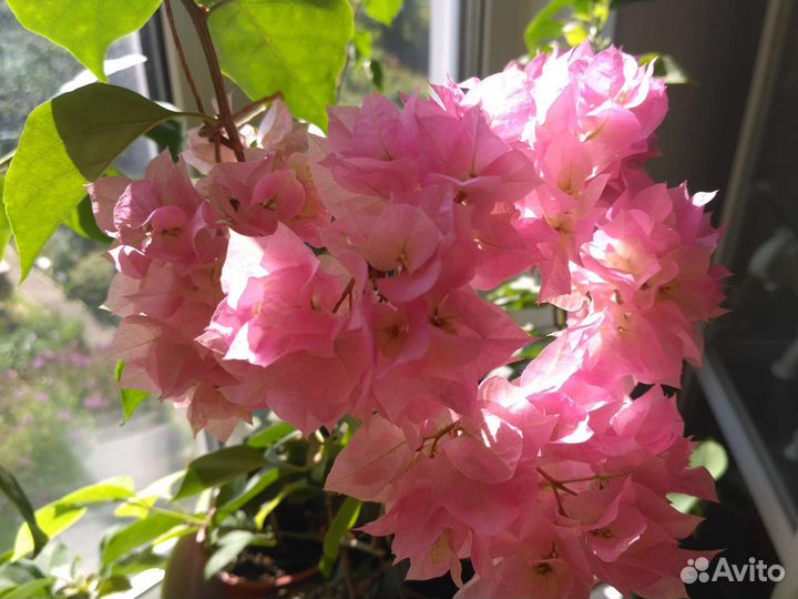 Бугенвиллия