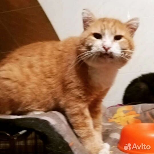 Котик Персик