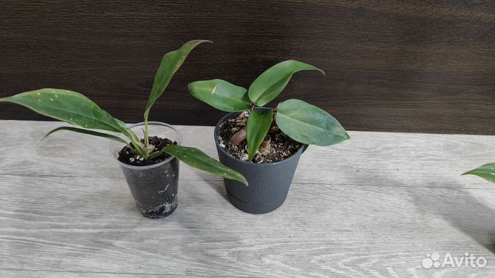 Филодендроны