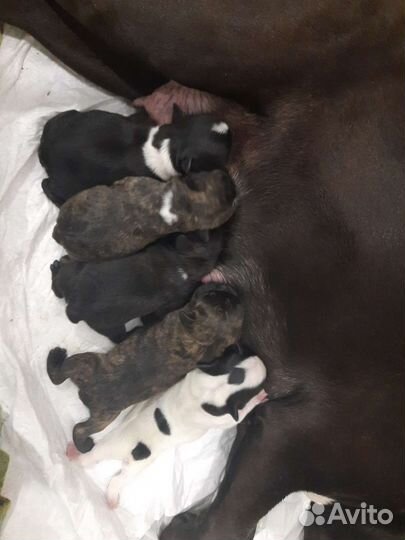 Щенки французского бульдога