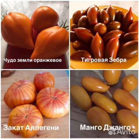 Семена коллекционных томатов