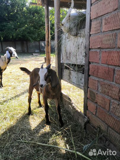 Нубийские козлята на племя от 4 до 5 мес