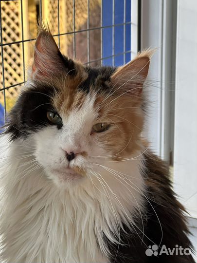 Девочка мейн кун в добрые руки