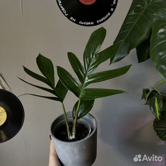 Рафидофора декурсива