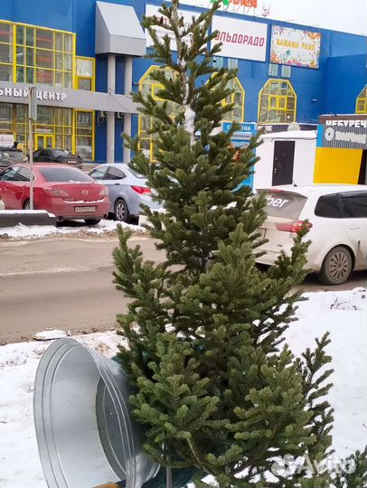 Ель новогодняя живая