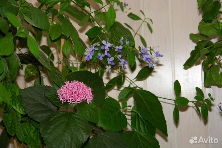 Клеродендрум,Лантана, Петровитекс