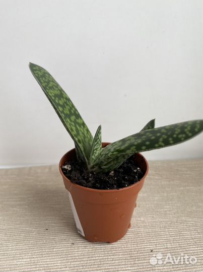 Суккуленты гастерия