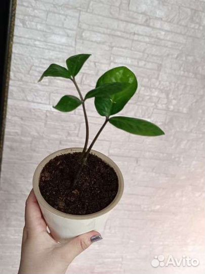 Замиокулькас