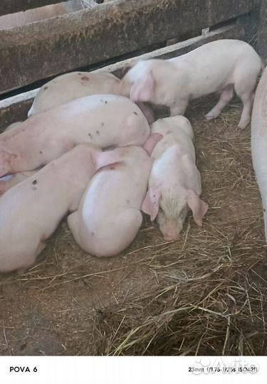 Поросята ландрас