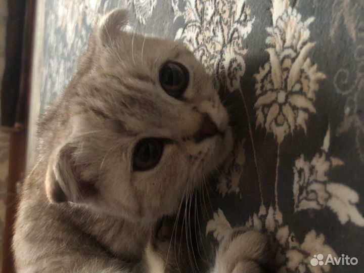 Отдам котенка в добрые руки