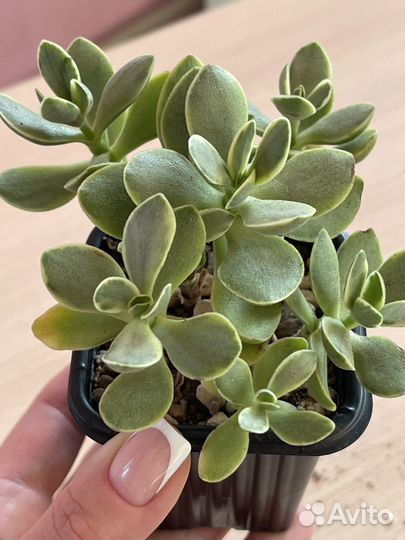 Крассула сортовая