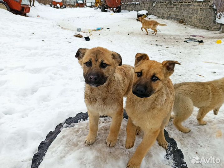 Собаки бесплатно в добрые руки щенки